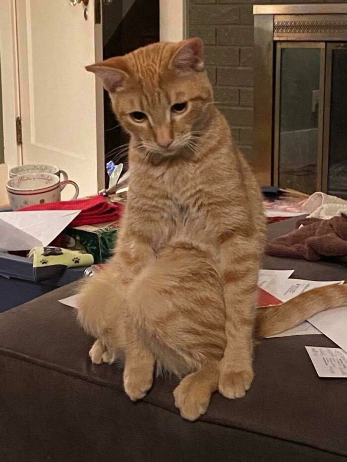 42 fotos incríveis que capturam o espírito felino de forma única 40