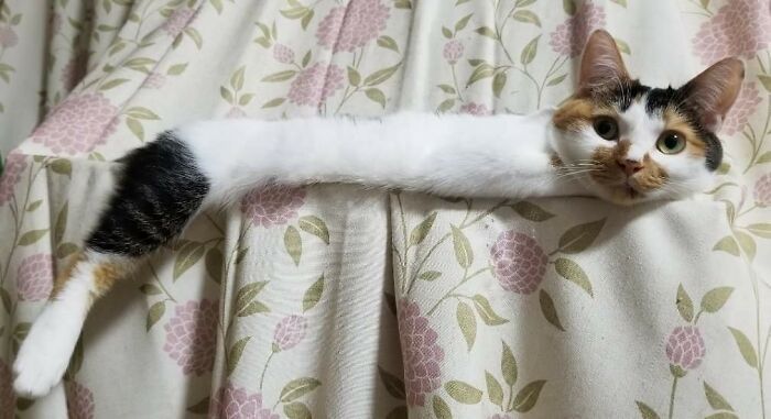 42 fotos incríveis que capturam o espírito felino de forma única 41