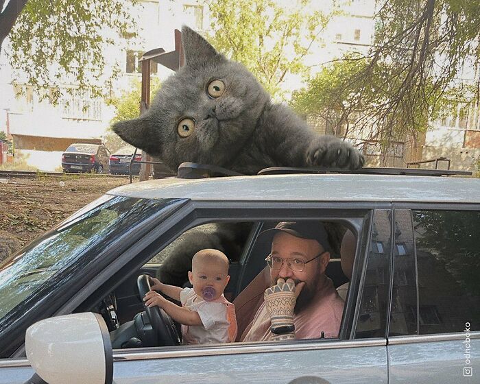 Gatos gigantes: Artista cria imagens realistas (42 fotos) 3