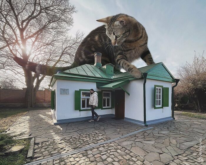 Gatos gigantes: Artista cria imagens realistas (42 fotos) 7