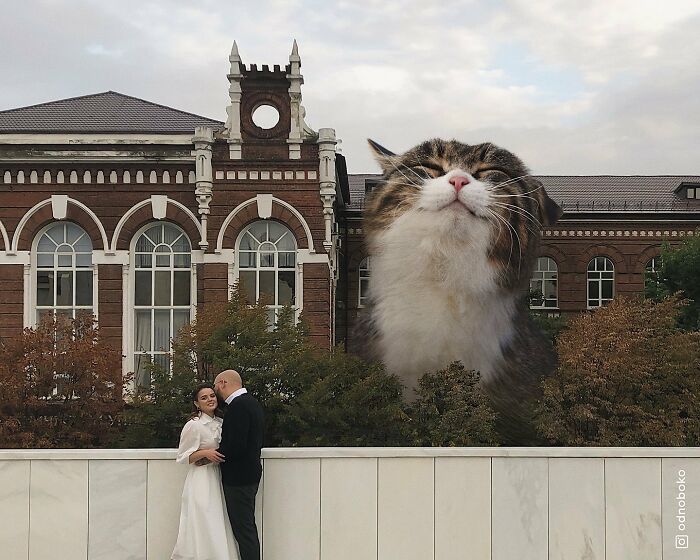 Gatos gigantes: Artista cria imagens realistas (42 fotos) 8