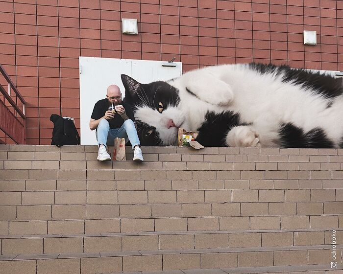 Gatos gigantes: Artista cria imagens realistas (42 fotos) 12