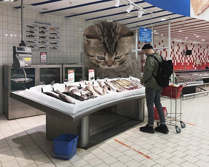 Gatos gigantes: Artista cria imagens realistas (42 fotos) 16