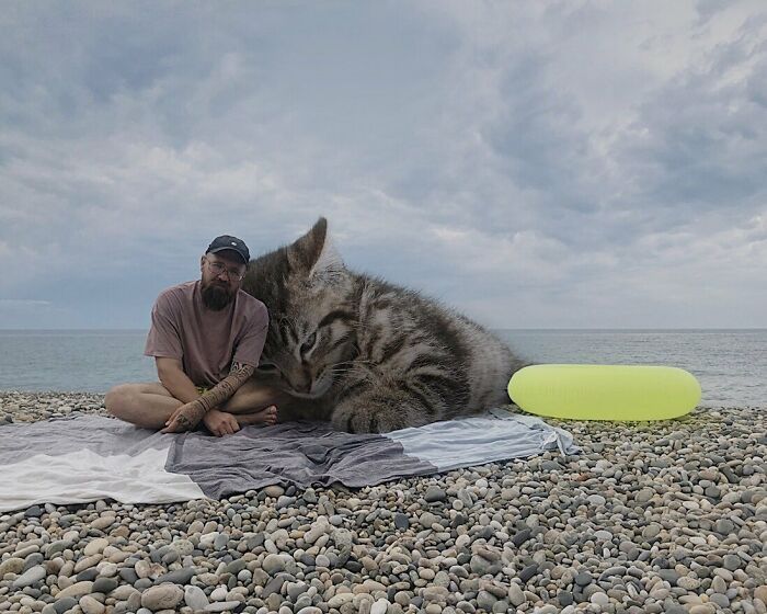 Gatos gigantes: Artista cria imagens realistas (42 fotos) 18