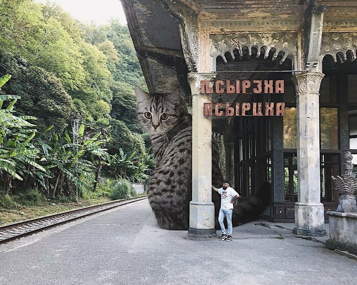 Gatos gigantes: Artista cria imagens realistas (42 fotos) 20