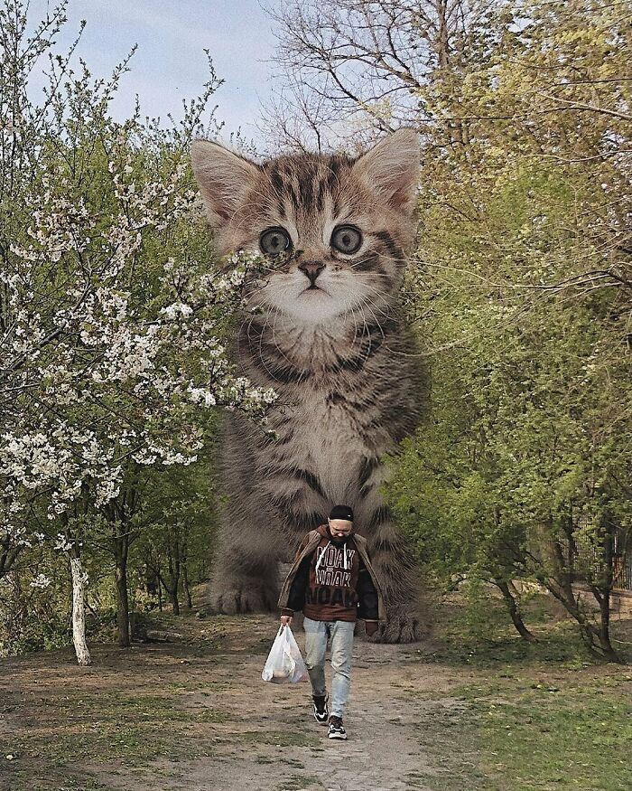 Gatos gigantes: Artista cria imagens realistas (42 fotos) 21