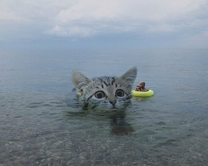 Gatos gigantes: Artista cria imagens realistas (42 fotos) 24