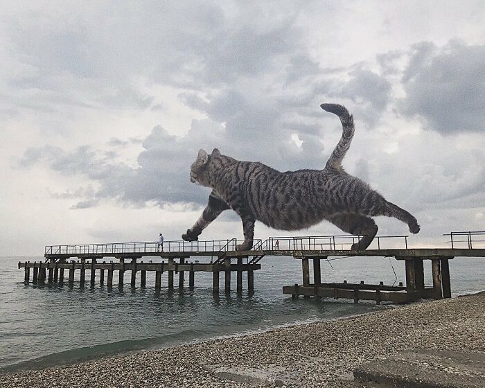 Gatos gigantes: Artista cria imagens realistas (42 fotos) 25