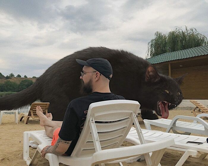 Gatos gigantes: Artista cria imagens realistas (42 fotos) 27