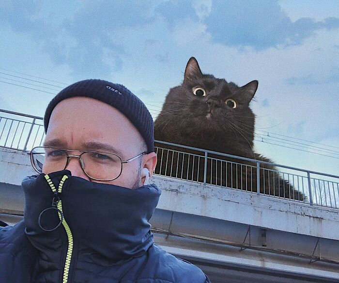 Gatos gigantes: Artista cria imagens realistas (42 fotos) 28