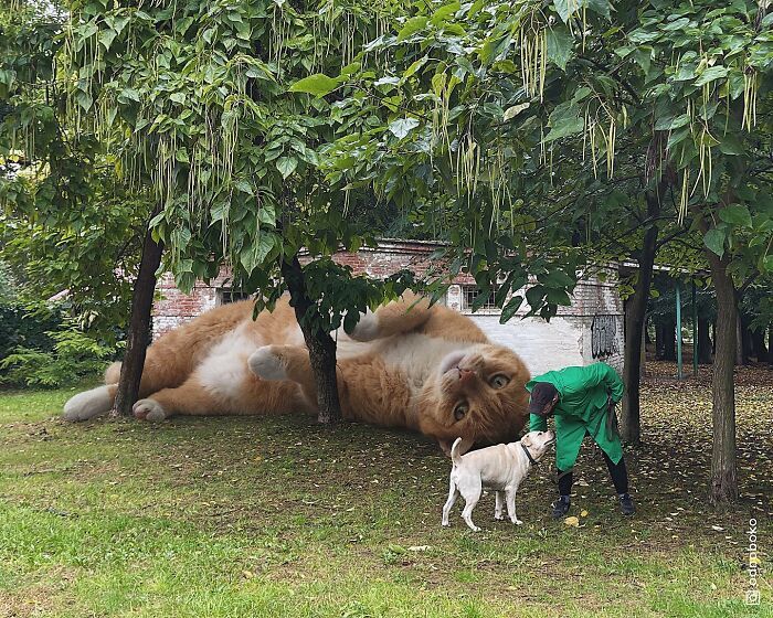 Gatos gigantes: Artista cria imagens realistas (42 fotos) 29