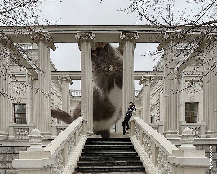 Gatos gigantes: Artista cria imagens realistas (42 fotos) 30