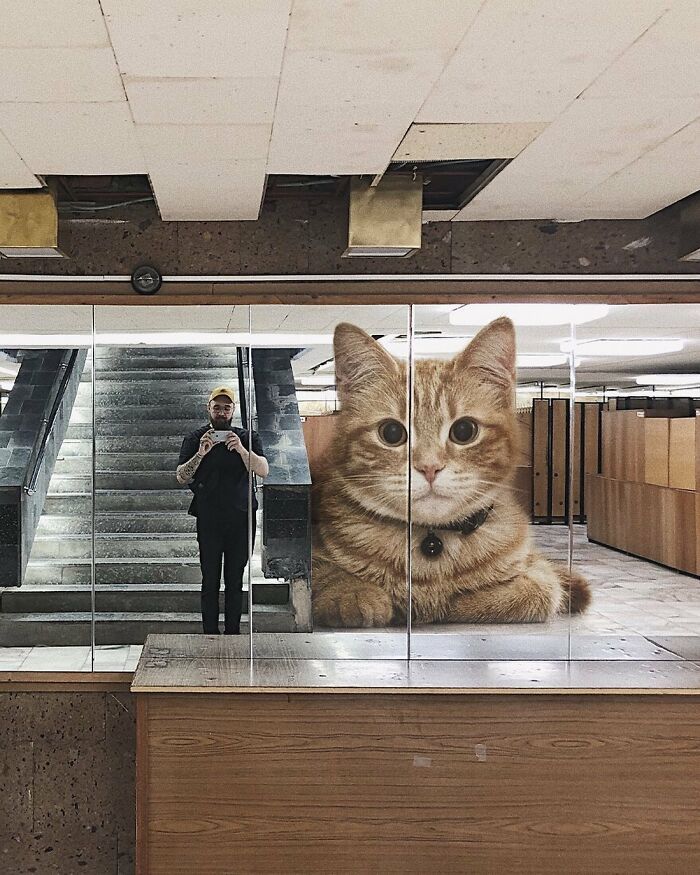 Gatos gigantes: Artista cria imagens realistas (42 fotos) 31