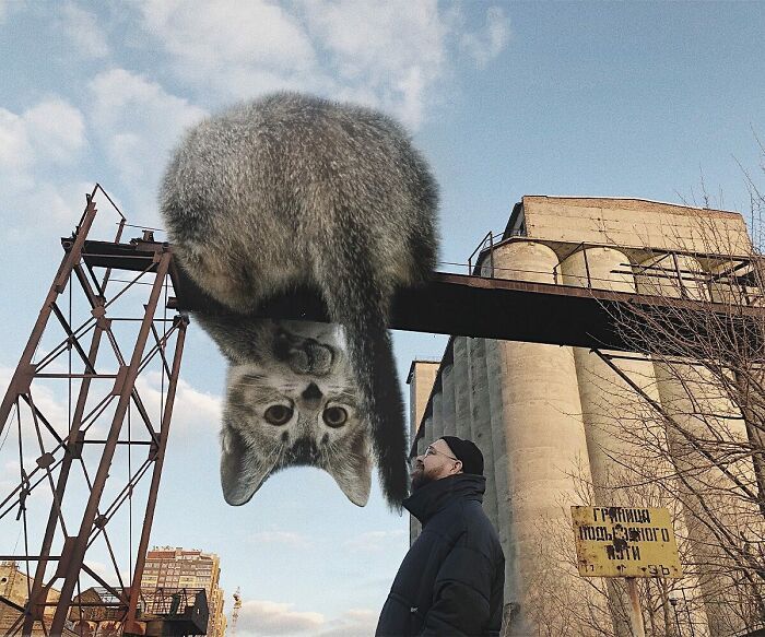 Gatos gigantes: Artista cria imagens realistas (42 fotos) 32