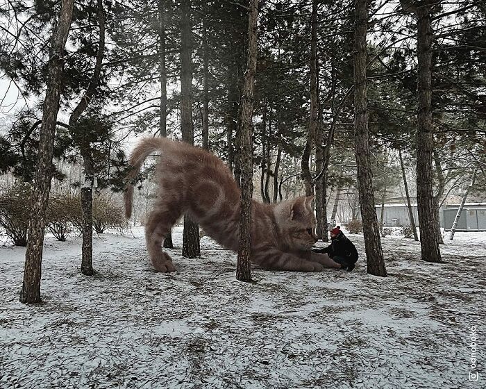 Gatos gigantes: Artista cria imagens realistas (42 fotos) 36