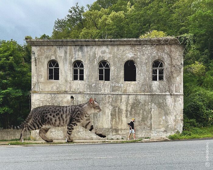 Gatos gigantes: Artista cria imagens realistas (42 fotos) 38