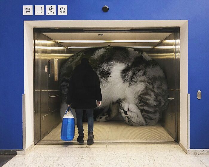 Gatos gigantes: Artista cria imagens realistas (42 fotos) 39