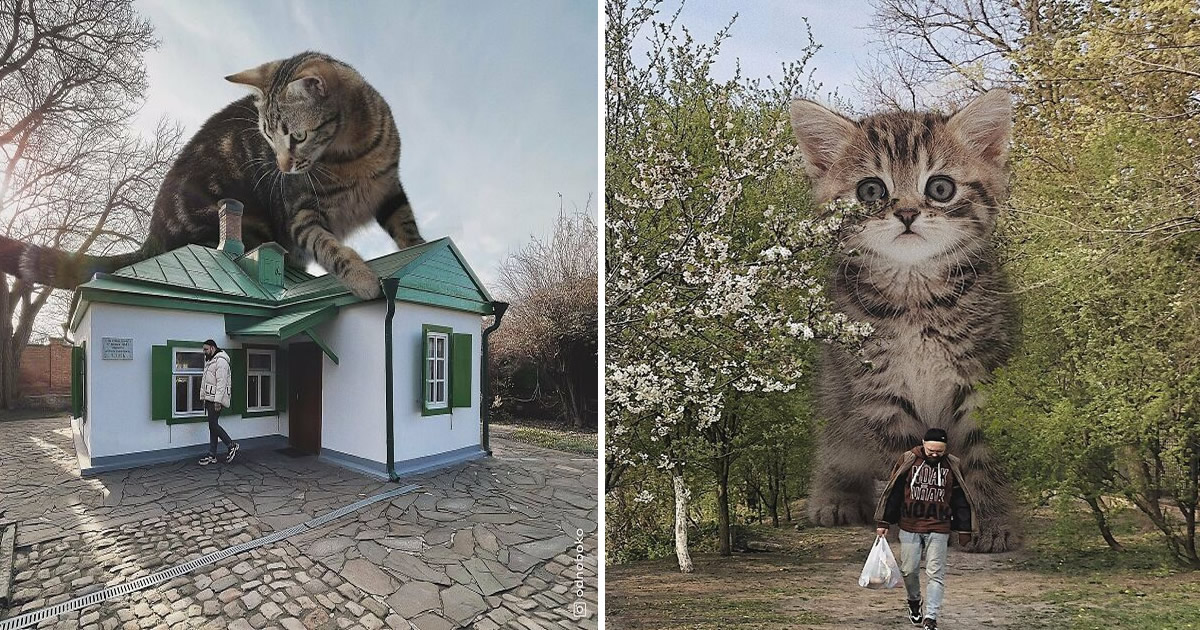 Gatos gigantes: Artista cria imagens realistas (42 fotos)