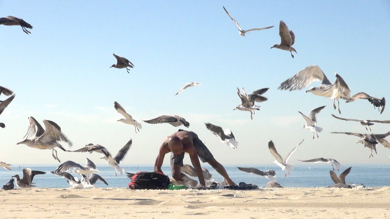 Pegadinha com gaivotas na praia 40