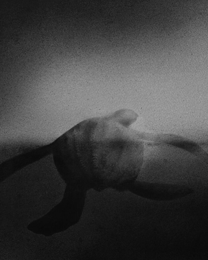 Arte encantadora de Elicia Edijanto: Aquarelas em preto e branco que capturam a inocência e a natureza 12