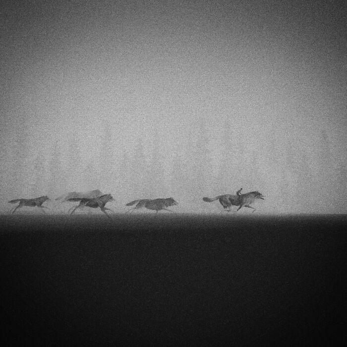 Arte encantadora de Elicia Edijanto: Aquarelas em preto e branco que capturam a inocência e a natureza 19