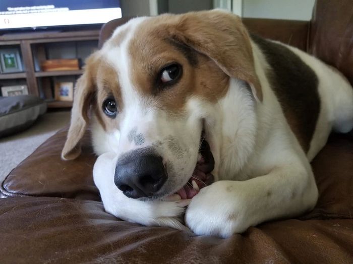 História inspiradora de Cooper, cachorro sem pescoço que encantou a internet 1