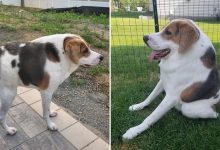 História inspiradora de Cooper, cachorro sem pescoço que encantou a internet 11
