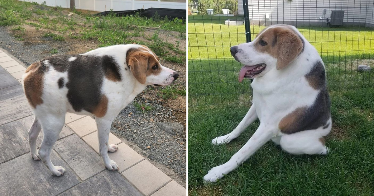 História inspiradora de Cooper, cachorro sem pescoço que encantou a internet