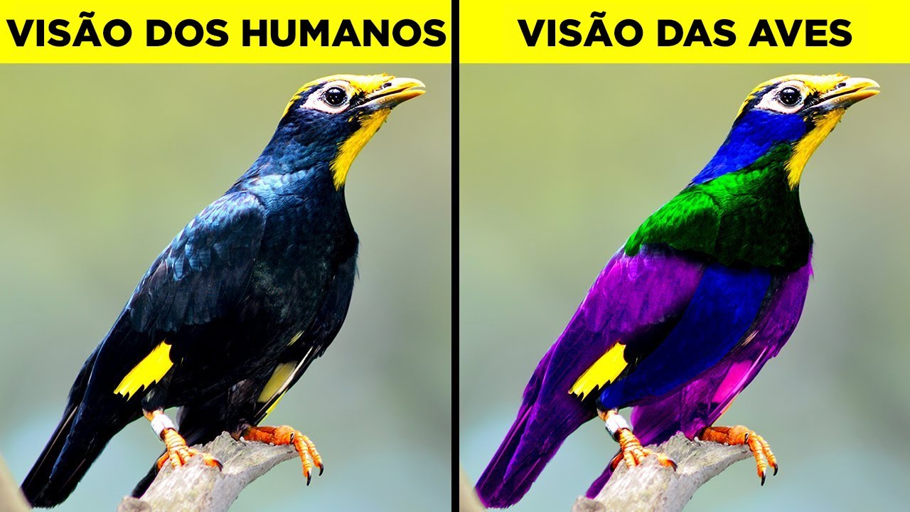 Como diferentes animais veem o mundo