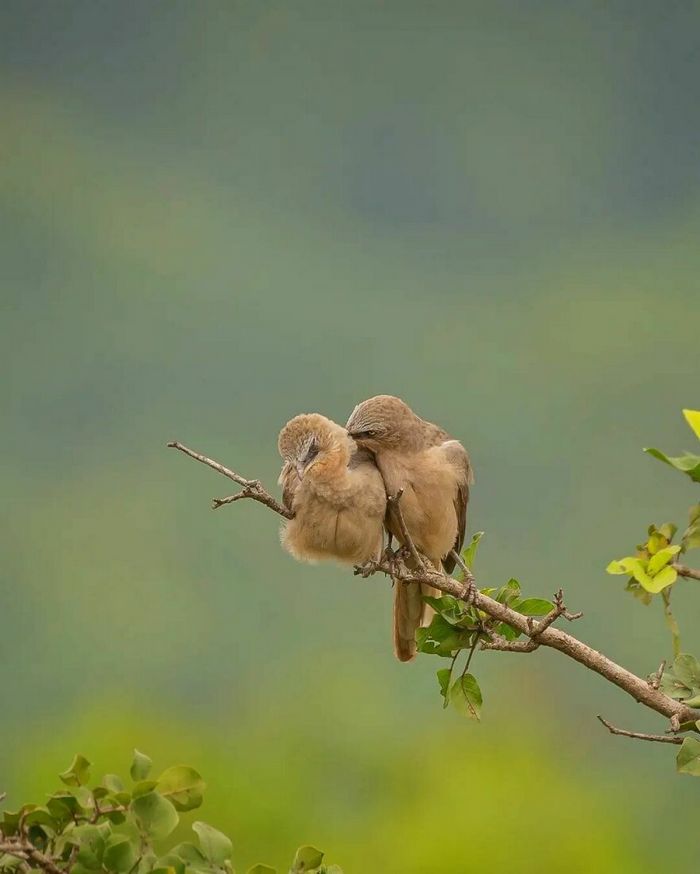 Ayush Singh: O fotógrafo que captura a essência da vida selvagem (32 fotos) 2 Ayush Singh: O fotógrafo que captura a essência da vida selvagem (32 fotos) 2