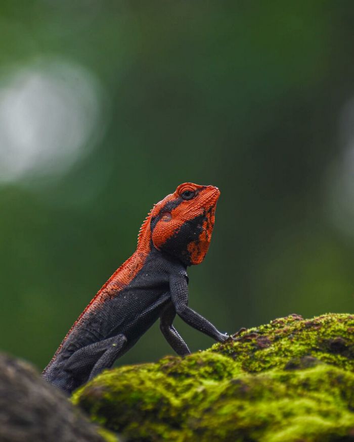 Ayush Singh: O fotógrafo que captura a essência da vida selvagem (32 fotos) 3 Ayush Singh: O fotógrafo que captura a essência da vida selvagem (32 fotos) 3