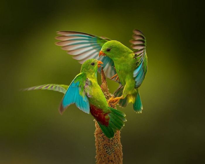 Ayush Singh: O fotógrafo que captura a essência da vida selvagem (32 fotos) 4 Ayush Singh: O fotógrafo que captura a essência da vida selvagem (32 fotos) 4