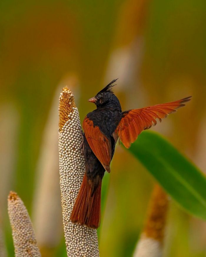 Ayush Singh: O fotógrafo que captura a essência da vida selvagem (32 fotos) 5 Ayush Singh: O fotógrafo que captura a essência da vida selvagem (32 fotos) 5