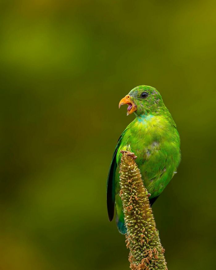 Ayush Singh: O fotógrafo que captura a essência da vida selvagem (32 fotos) 6 Ayush Singh: O fotógrafo que captura a essência da vida selvagem (32 fotos) 6