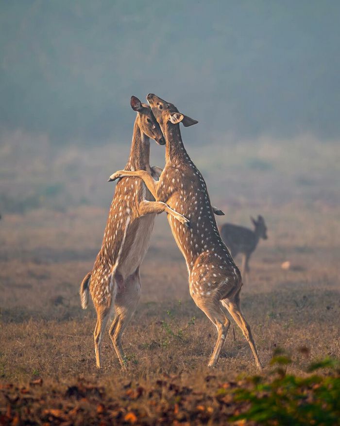 Ayush Singh: O fotógrafo que captura a essência da vida selvagem (32 fotos) 8 Ayush Singh: O fotógrafo que captura a essência da vida selvagem (32 fotos) 8
