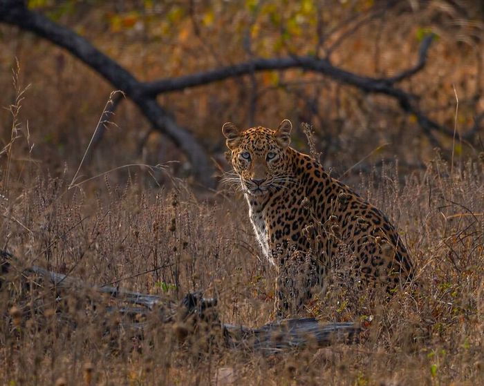Ayush Singh: O fotógrafo que captura a essência da vida selvagem (32 fotos) 10 Ayush Singh: O fotógrafo que captura a essência da vida selvagem (32 fotos) 10