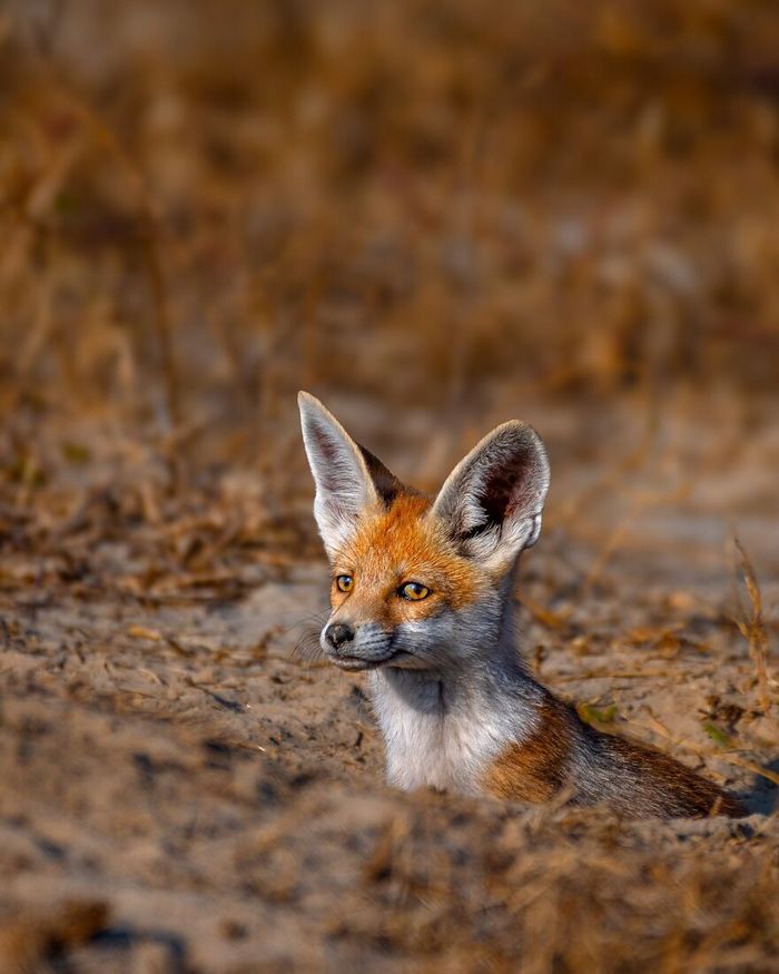 Ayush Singh: O fotógrafo que captura a essência da vida selvagem (32 fotos) 11 Ayush Singh: O fotógrafo que captura a essência da vida selvagem (32 fotos) 11