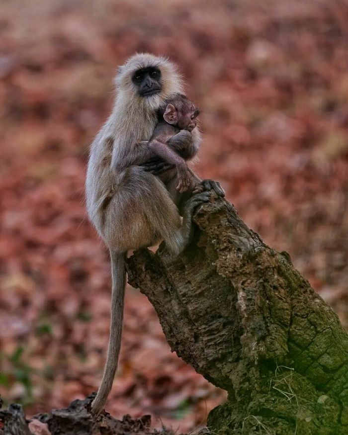 Ayush Singh: O fotógrafo que captura a essência da vida selvagem (32 fotos) 13 Ayush Singh: O fotógrafo que captura a essência da vida selvagem (32 fotos) 13