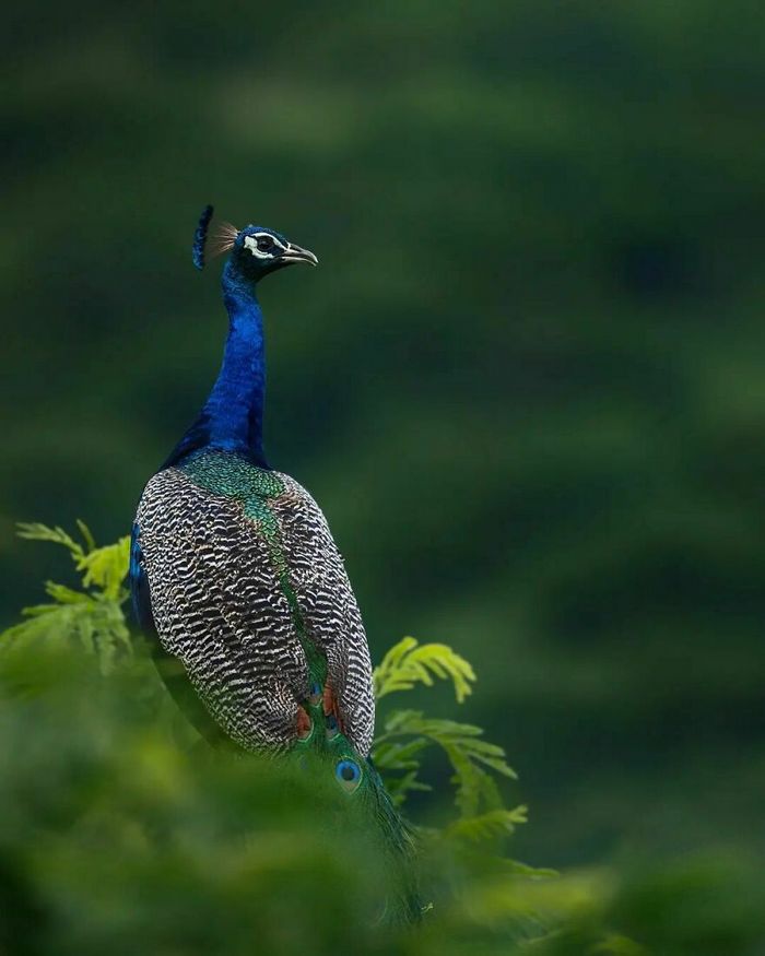 Ayush Singh: O fotógrafo que captura a essência da vida selvagem (32 fotos) 14 Ayush Singh: O fotógrafo que captura a essência da vida selvagem (32 fotos) 14