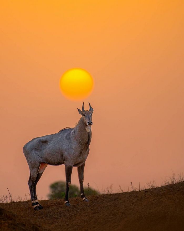 Ayush Singh: O fotógrafo que captura a essência da vida selvagem (32 fotos) 15 Ayush Singh: O fotógrafo que captura a essência da vida selvagem (32 fotos) 15
