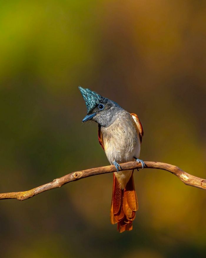 Ayush Singh: O fotógrafo que captura a essência da vida selvagem (32 fotos) 17 Ayush Singh: O fotógrafo que captura a essência da vida selvagem (32 fotos) 17