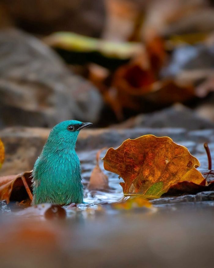 Ayush Singh: O fotógrafo que captura a essência da vida selvagem (32 fotos) 18 Ayush Singh: O fotógrafo que captura a essência da vida selvagem (32 fotos) 18
