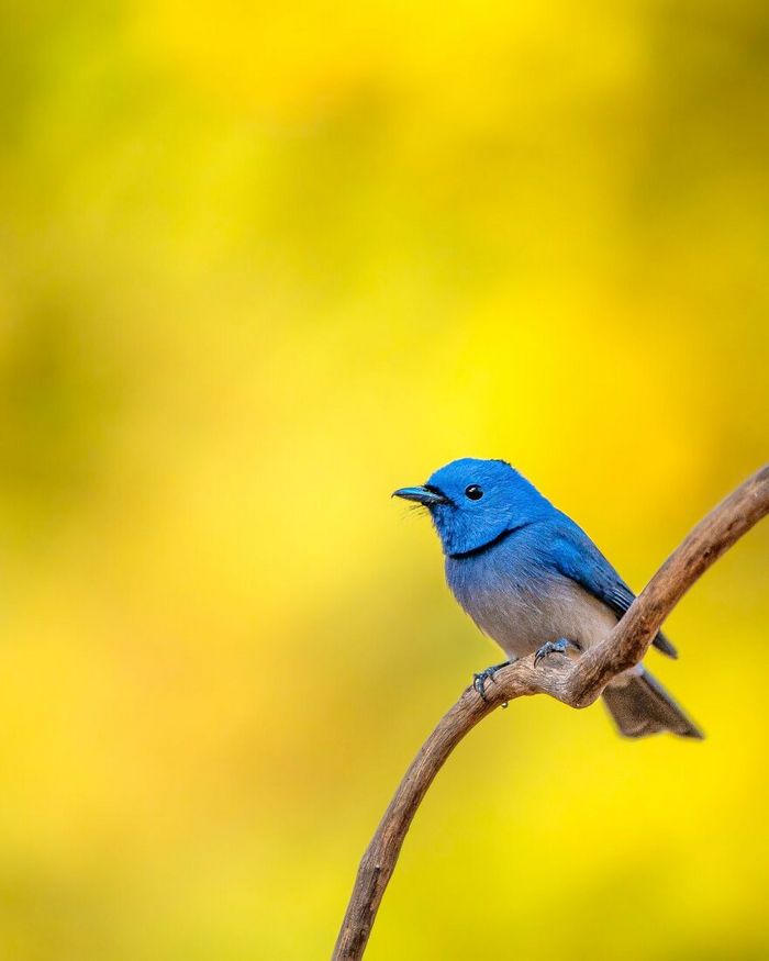 Ayush Singh: O fotógrafo que captura a essência da vida selvagem (32 fotos) 20 Ayush Singh: O fotógrafo que captura a essência da vida selvagem (32 fotos) 20