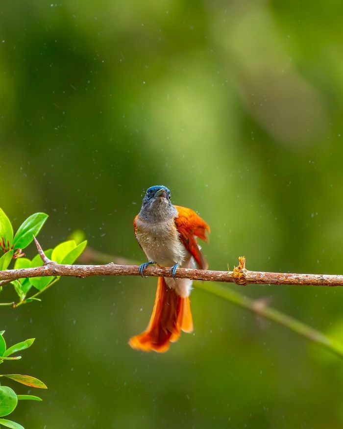 Ayush Singh: O fotógrafo que captura a essência da vida selvagem (32 fotos) 21 Ayush Singh: O fotógrafo que captura a essência da vida selvagem (32 fotos) 21