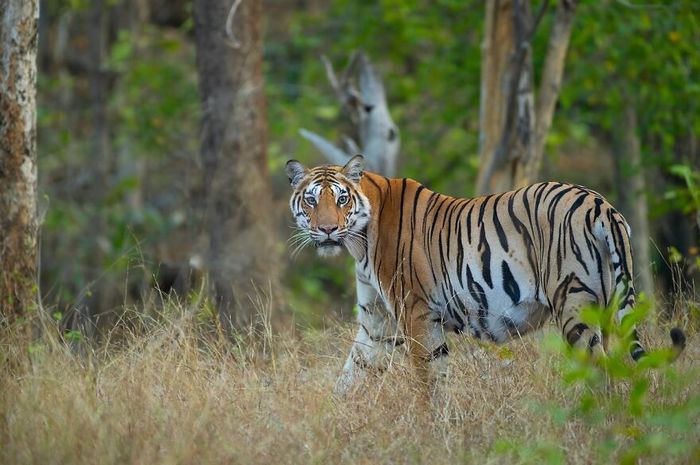 Ayush Singh: O fotógrafo que captura a essência da vida selvagem (32 fotos) 22 Ayush Singh: O fotógrafo que captura a essência da vida selvagem (32 fotos) 22