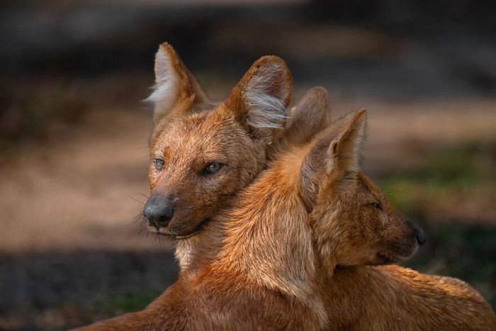 Ayush Singh: O fotógrafo que captura a essência da vida selvagem (32 fotos) 23 Ayush Singh: O fotógrafo que captura a essência da vida selvagem (32 fotos) 23