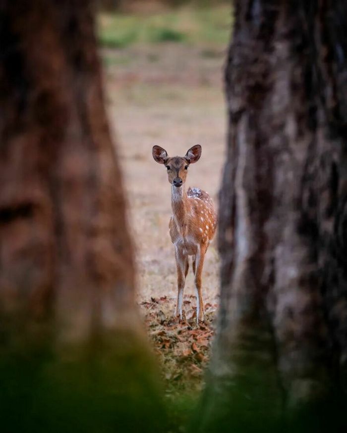 Ayush Singh: O fotógrafo que captura a essência da vida selvagem (32 fotos) 24 Ayush Singh: O fotógrafo que captura a essência da vida selvagem (32 fotos) 24