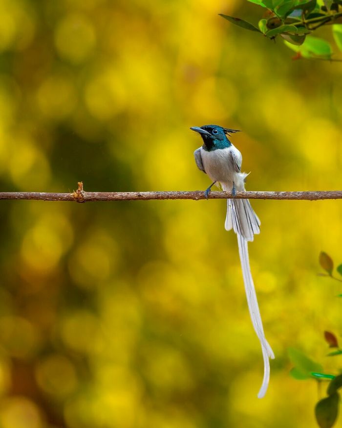 Ayush Singh: O fotógrafo que captura a essência da vida selvagem (32 fotos) 27 Ayush Singh: O fotógrafo que captura a essência da vida selvagem (32 fotos) 27