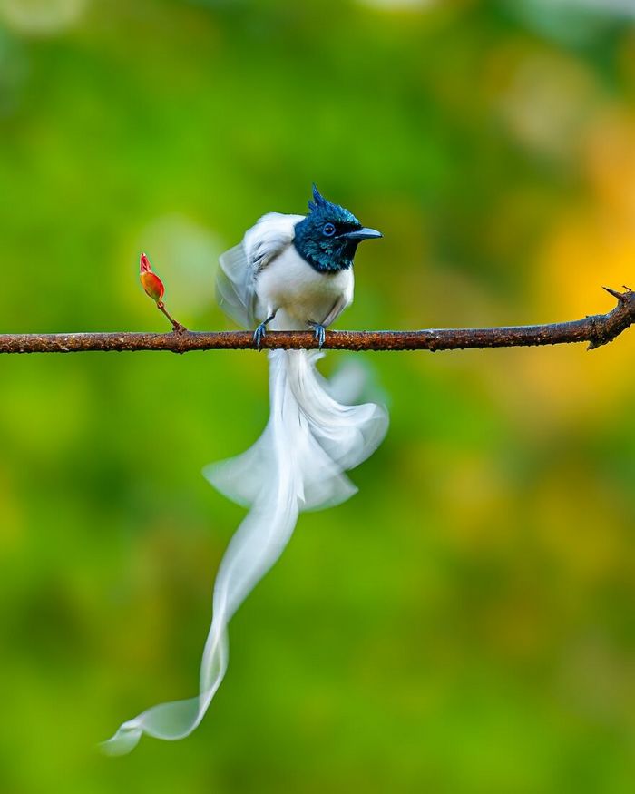 Ayush Singh: O fotógrafo que captura a essência da vida selvagem (32 fotos) 28 Ayush Singh: O fotógrafo que captura a essência da vida selvagem (32 fotos) 28
