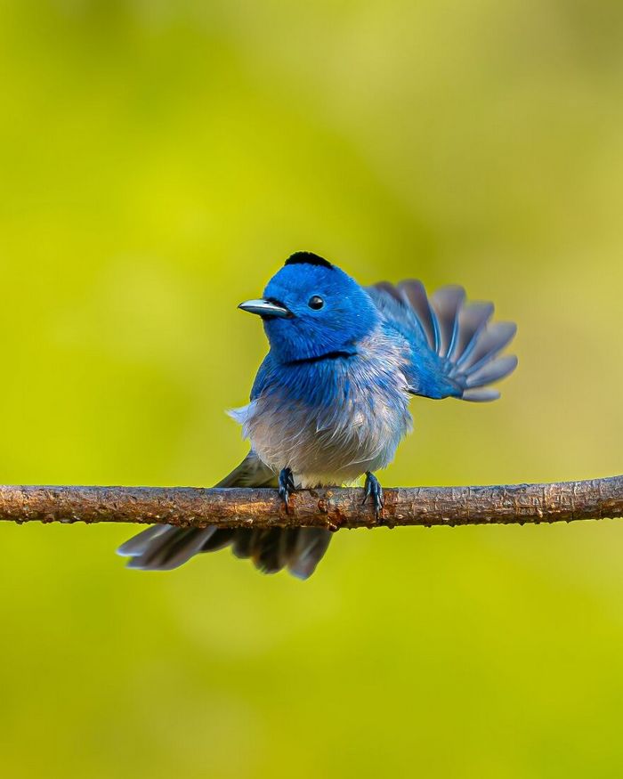 Ayush Singh: O fotógrafo que captura a essência da vida selvagem (32 fotos) 29 Ayush Singh: O fotógrafo que captura a essência da vida selvagem (32 fotos) 29
